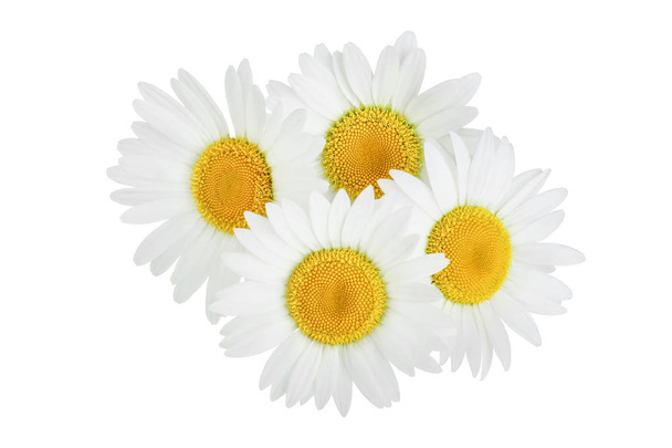 una manzanilla o margaritas aisladas sobre fondo blanco
 - Foto, imagen