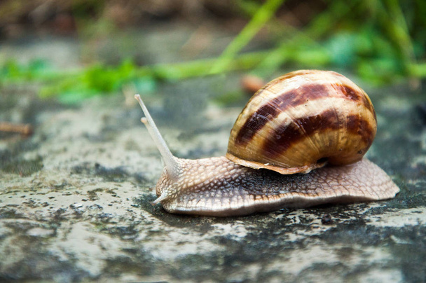 Snail in a striped house. Crawling on the ground. Summer outdoor - Photo, Image