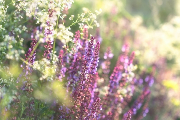 Flowering purple flower in meadow (wild flowers) - beautiful in nature - Photo, Image