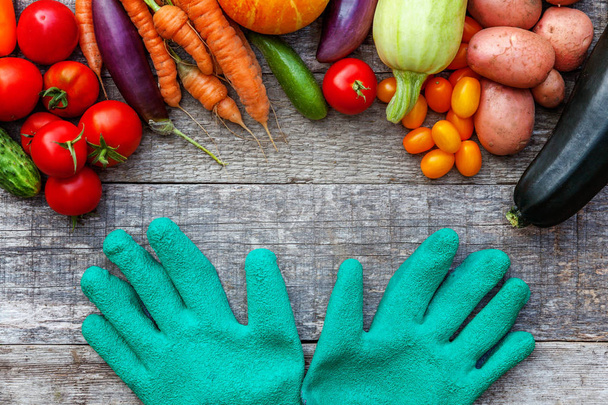 Assortment different fresh organic vegetables and gardening gloves on country style wooden background. Local garden produce clean food - Photo, Image