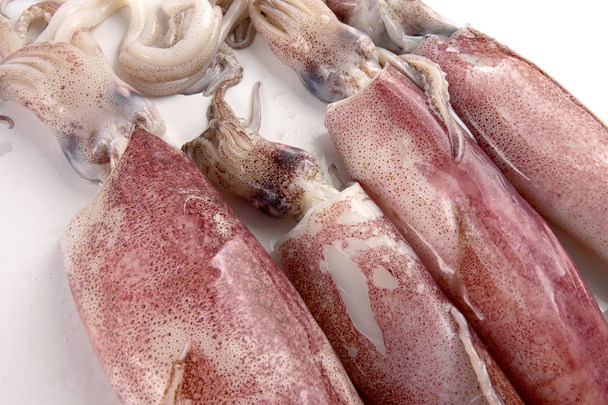 Fresh squid isolated on white background. - Photo, Image