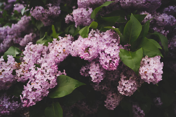 lilas fleurissent au printemps sous la pluie
 - Photo, image