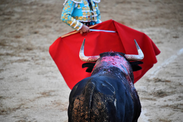 Stierkampf in Spanien mit großem Stier - Foto, Bild