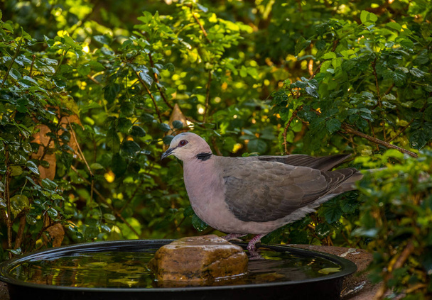 Salaperäinen luonnonvarainen lintu juo vettä lintukylvyssä piilotettu kaupunkien puutarha kuva kopioi tilaa maiseman muodossa
 - Valokuva, kuva