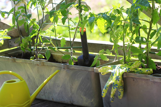 Contenedor de hortalizas jardinería. Jardín vegetal en una terraza. Flor, tomates creciendo en contenedor
 - Foto, imagen