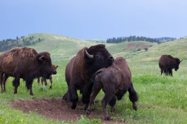 Concurso de resistência Bison Bull
 - Foto, Imagem
