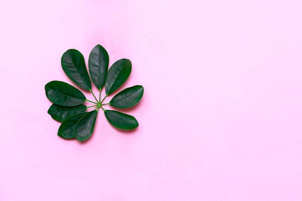 Trópusi zöld pasztell rózsaszín háttér. minimális koncepció. Lapos feküdt - Fotó, kép