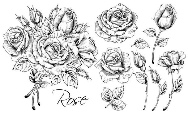 Luxurious Rose Set - Vector, Image