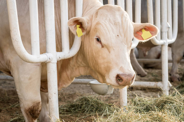 Vaca branca em um estábulo comendo feno orgânico na fazenda de laticínios
 - Foto, Imagem