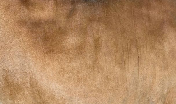 Piel de vaca de cabello castaño claro o arenoso - piel natural genuina real, espacio libre para texto. Piel de vaca de cerca. Textura de un abrigo de vaca marrón. Fondo de piel
. - Foto, imagen