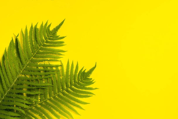 Φύλλα Φερν ή φοινικόδεντρα σε κίτρινο φόντο. Έννοια της - Φωτογραφία, εικόνα