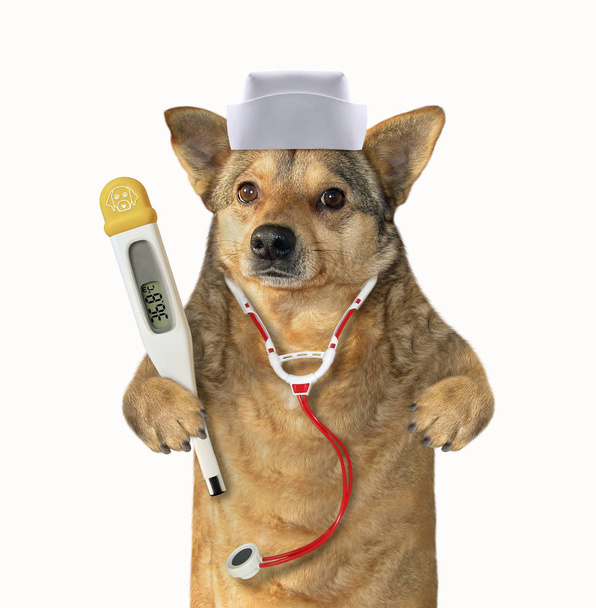 Dog doc with medical instruments - Foto, Bild