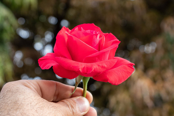 Rosa roja en la mano
 - Foto, Imagen