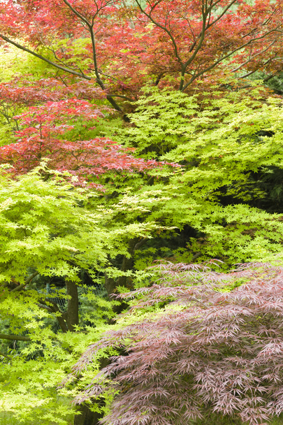 Maple trees - Фото, зображення