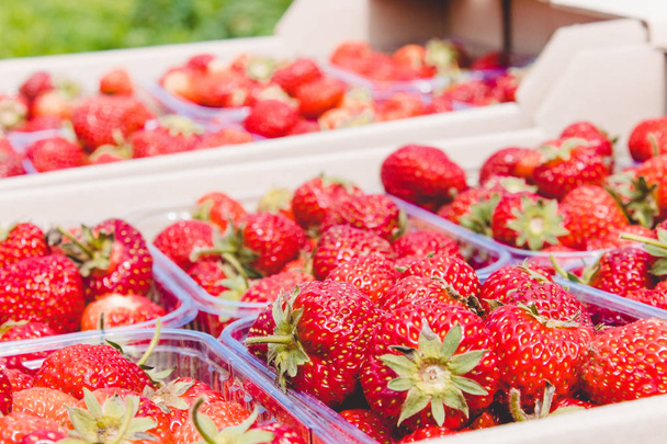 fraises de jardin, de nombreuses baies mûres et juteuses dans des boîtes en plastique sur le terrain
. - Photo, image