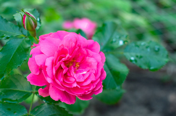 Розовая альпинистская роза, сорт Roshen Uetersen.
 - Фото, изображение