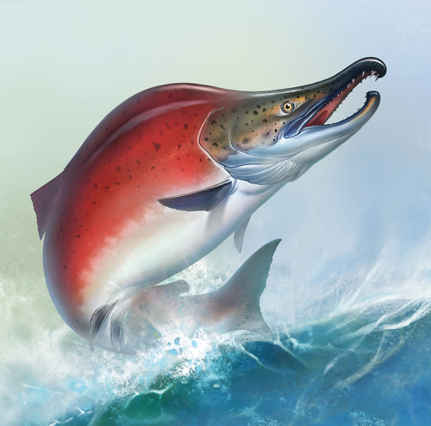 Красный лосось на белом фоне выпрыгивает из воды, нерестится рыба
 - Фото, изображение