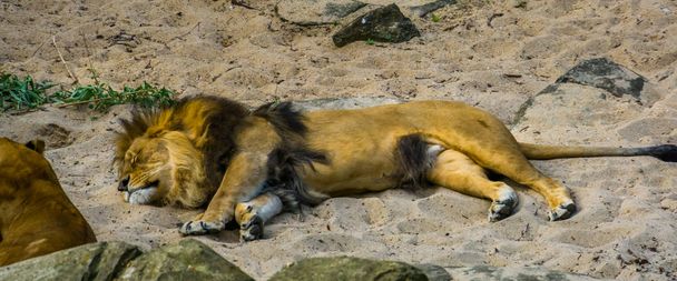 砂の中で眠っている大人の男性のライオン、アフリカからの熱帯の野生の猫 - 写真・画像