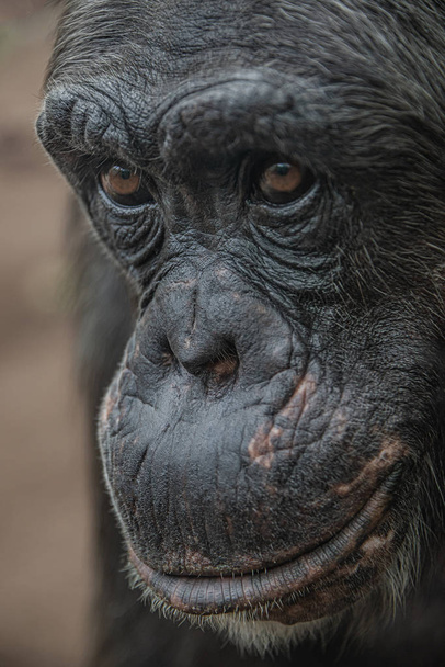 Closeup portrait of curious wondered female adult Chimpanzee - Photo, Image