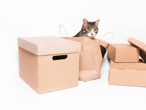 kedi işçiliği paketi dışarı bakıyor - Fotoğraf, Görsel