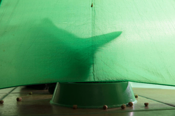 緑の背景の上の猫の影 - 写真・画像