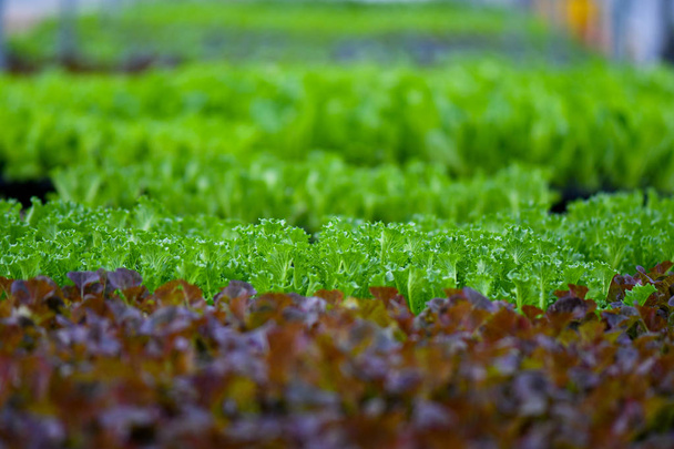 ökologischer Anbau von grünem Gemüse - Foto, Bild