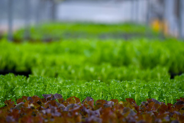 Organic green vegetables farming - Photo, Image