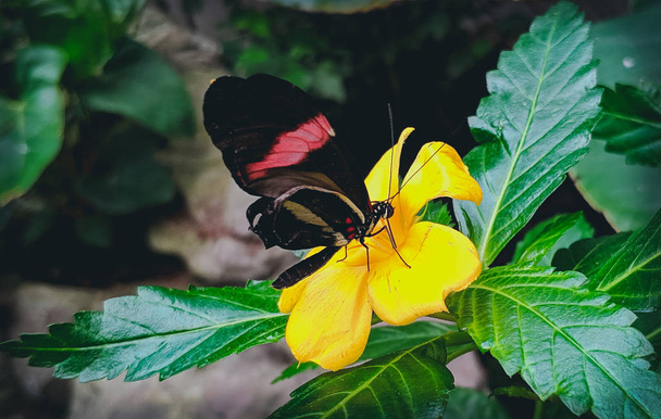 黄色の花の上に赤と黒の蝶 - 写真・画像