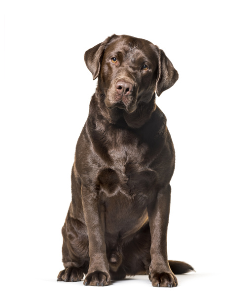 Labrador Retriever , 2, 5 years old, sitting against white backg - Photo, Image