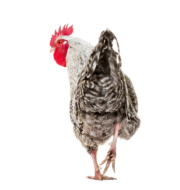 Chicken standing against white background - Фото, изображение