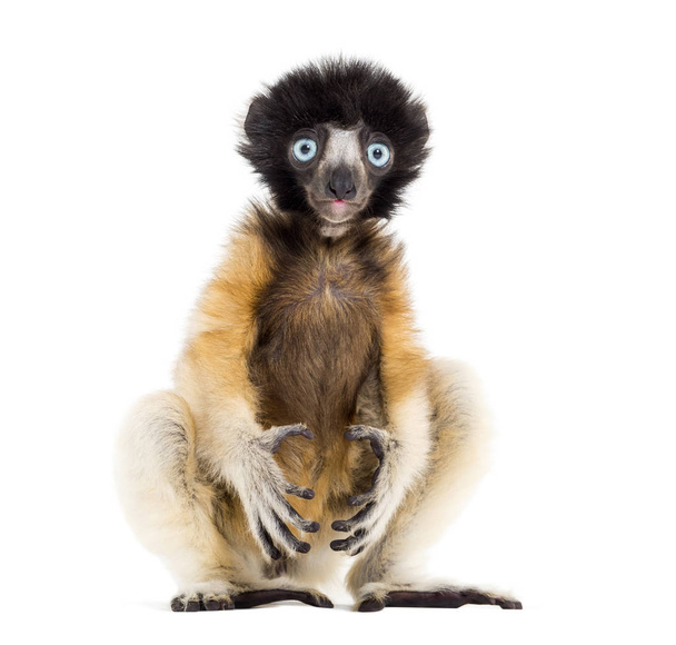 4 months old baby Crowned Sifaka sitting against white - Photo, Image
