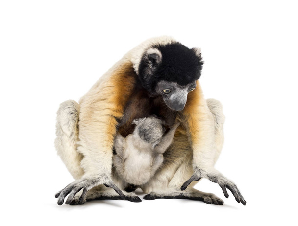 Mother Crowned Sifaka and her two months old baby sitting - Photo, Image