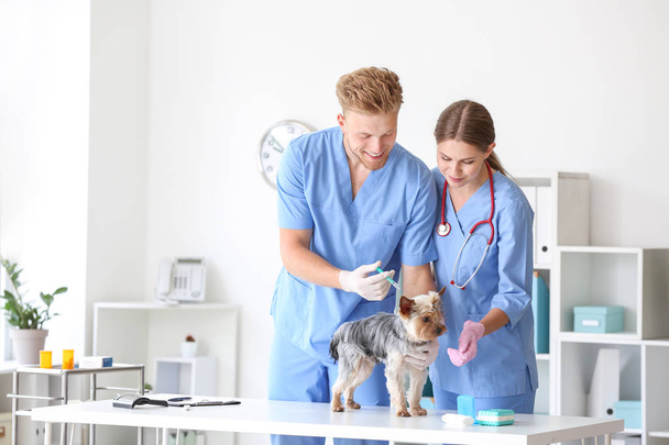 Ветеринары прививают симпатичную собаку в клинике
 - Фото, изображение