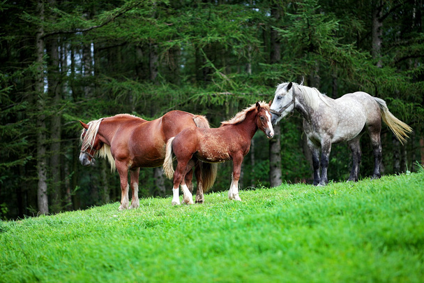 Felices caballos
 - Foto, Imagen