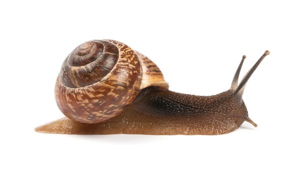 Garden snail on white background - Photo, Image