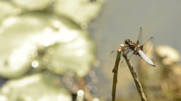 Broad-bodied chaser - Footage, Video