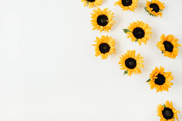 Sunflowers on white background. Flat lay, top view blog hero header. - Fotó, kép