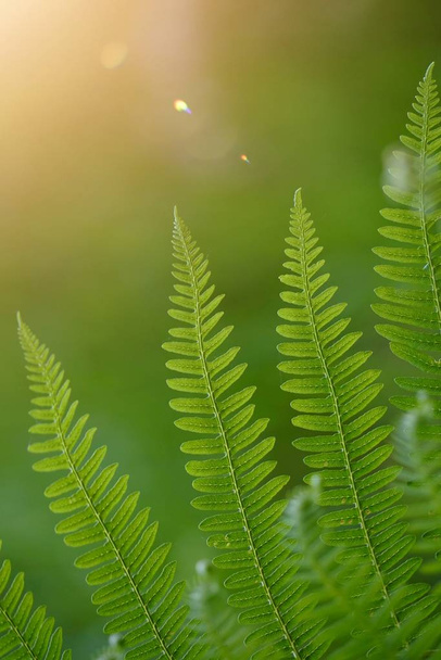 зелений лист рослини папороті текстурований в природі влітку
 - Фото, зображення