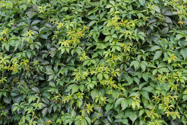 Parthenocissus quinquefolia, cobertura de enredadera de Virginia
  - Foto, Imagen