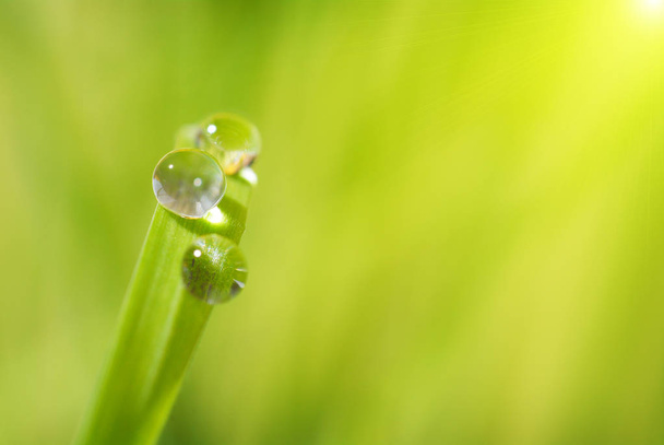 Close-up of large drops of fresh morning dew on green grass with sunlight - Photo, image