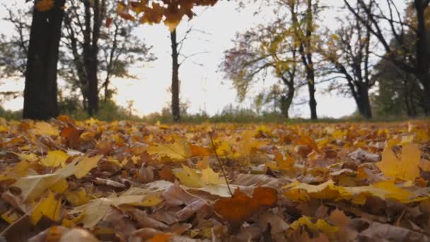 Nahaufnahme von gelbem Herbstlaub, das im leeren Wald auf den Boden fällt. Der Rasen im Park ist mit abgefallenem Laub bedeckt. schöne bunte Herbstsaison. verschwommene Landschaft im Hintergrund. Blick aus niedrigem Winkel langsam mo - Filmmaterial, Video