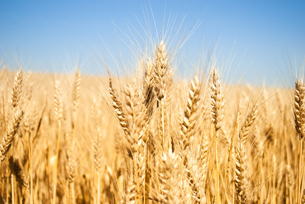 Пшениця
 - Фото, зображення
