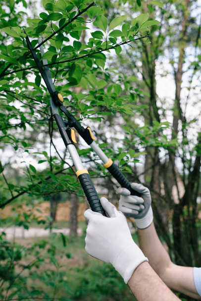 partial view of gardener in gloves pruning trees with trimmer in garden - Foto, immagini
