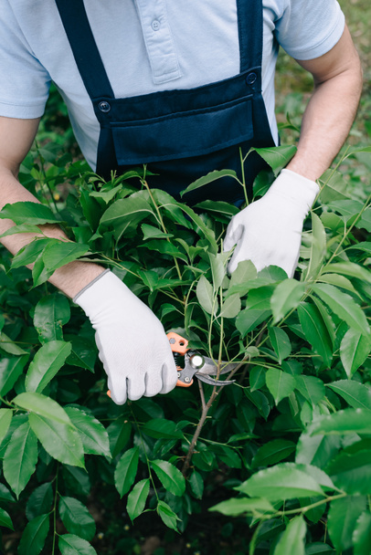 cropped view of gardener in gloves pruning bush with trimmer in garden - Photo, Image