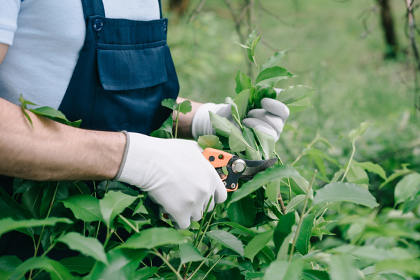 partial view of gardener in gloves trimming bush with pruner in garden - Foto, imagen