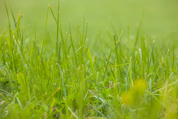 de cerca sobre la hierba de un verde pasto de montaña en Dolomit
 - Foto, Imagen