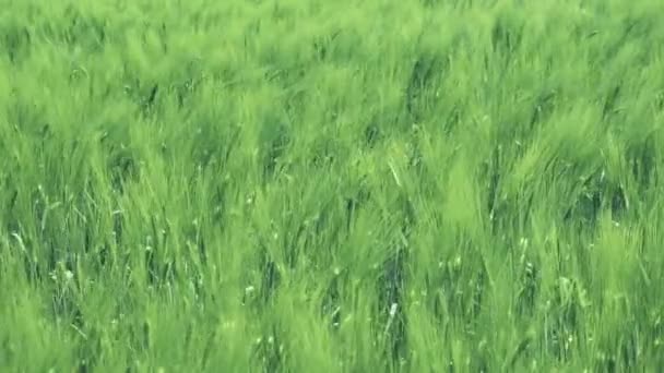 Pšeničné pole vlnící se ve větru - Záběry, video