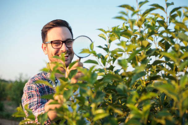 Szczęśliwy młody mężczyzna agronom lub rolnik kontroli młodych drzew w Sad owocowy. Używanie szkła powiększającego, szuka pasożytów lub owadów - Zdjęcie, obraz