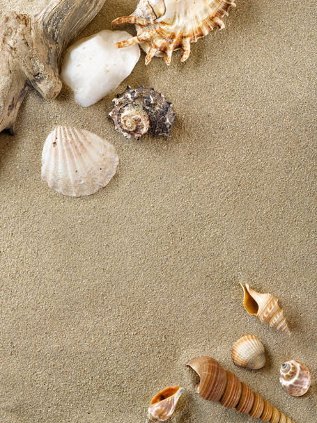 Sand and shell - Valokuva, kuva
