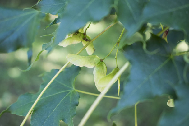 Mooie close-up foto van Maple Seeds en groene bladeren. - Foto, afbeelding